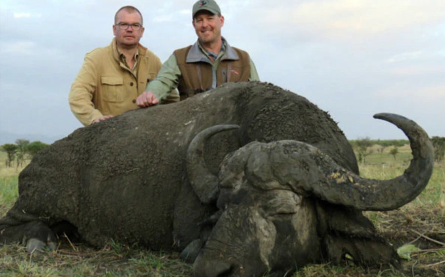 Tim Heralds' Monster Nile Buffalo!